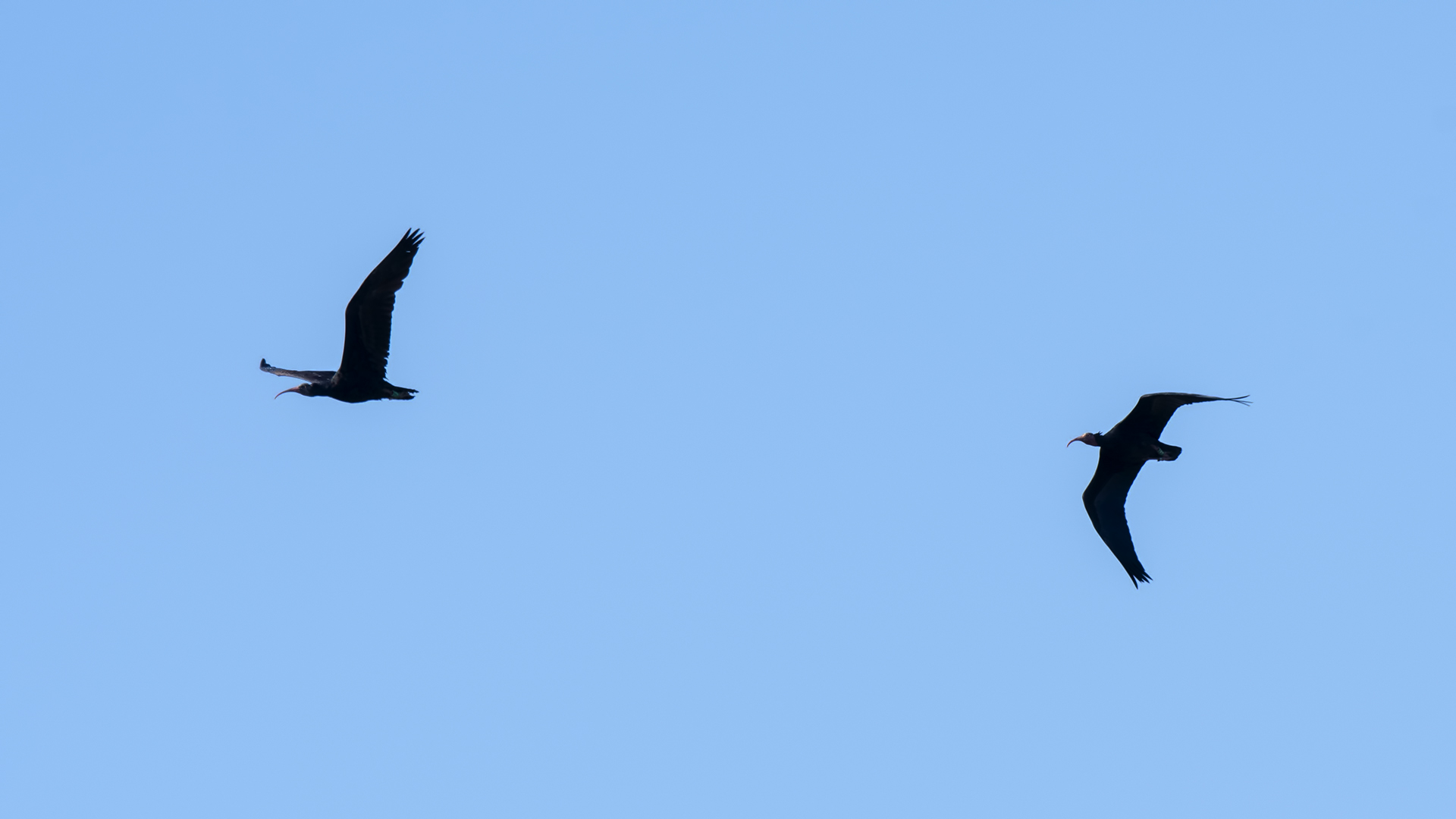Northern Bald Ibis